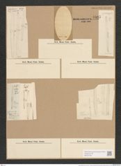 Synedra affinis Kuetz. (de-Toni-Nr.: Genus 66, Species 2607) Zeichnungen Sammlung Grunow Nr. 5325 (NHMW-BOT-W0373728)